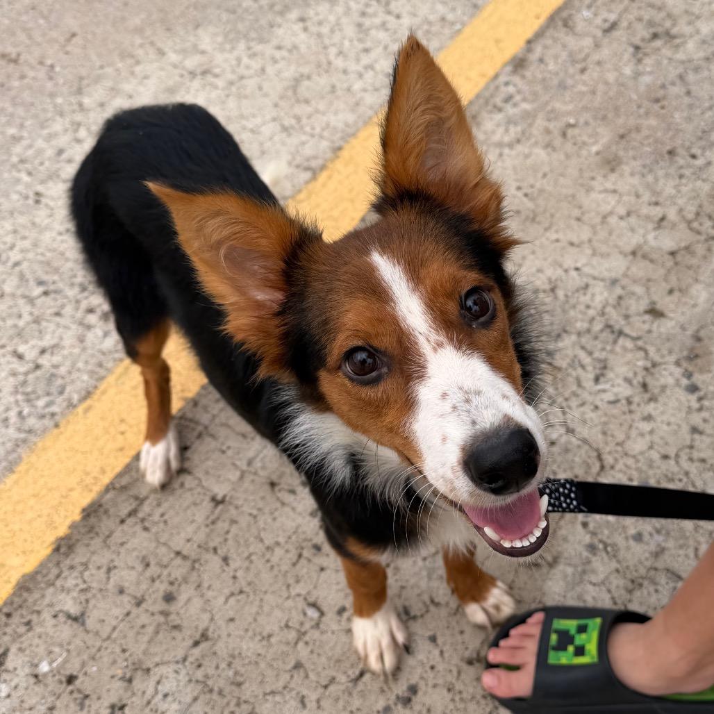Enlarge Harlow C-34136, a Adoptable mixed breed in Oklahoma City, OK image 5/5