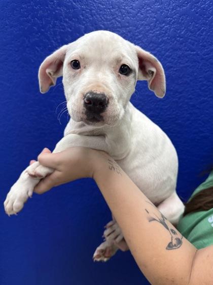 Mary, a Adoptable mixed breed in Morton Grove, IL image 1/2