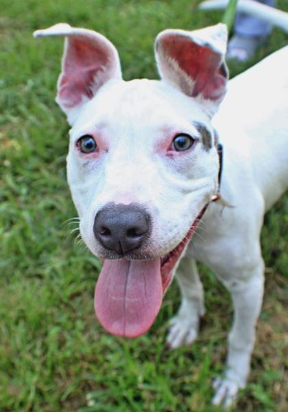 Mary, Adoptable, Puppy Female Dogo Argentino & Mixed Breed.