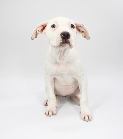 Mary, a Adoptable mixed breed in Morton Grove, IL image 2/3