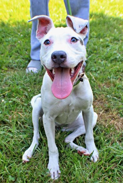 Mary, a Adoptable mixed breed in Morton Grove, IL image 3/3