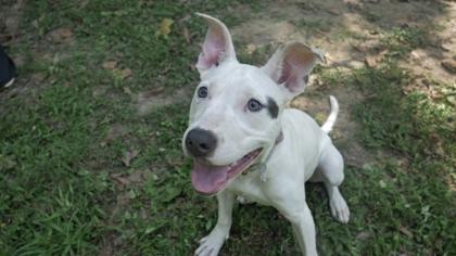 Enlarge Mary, a Adoptable mixed breed in Morton Grove, IL image 3/3