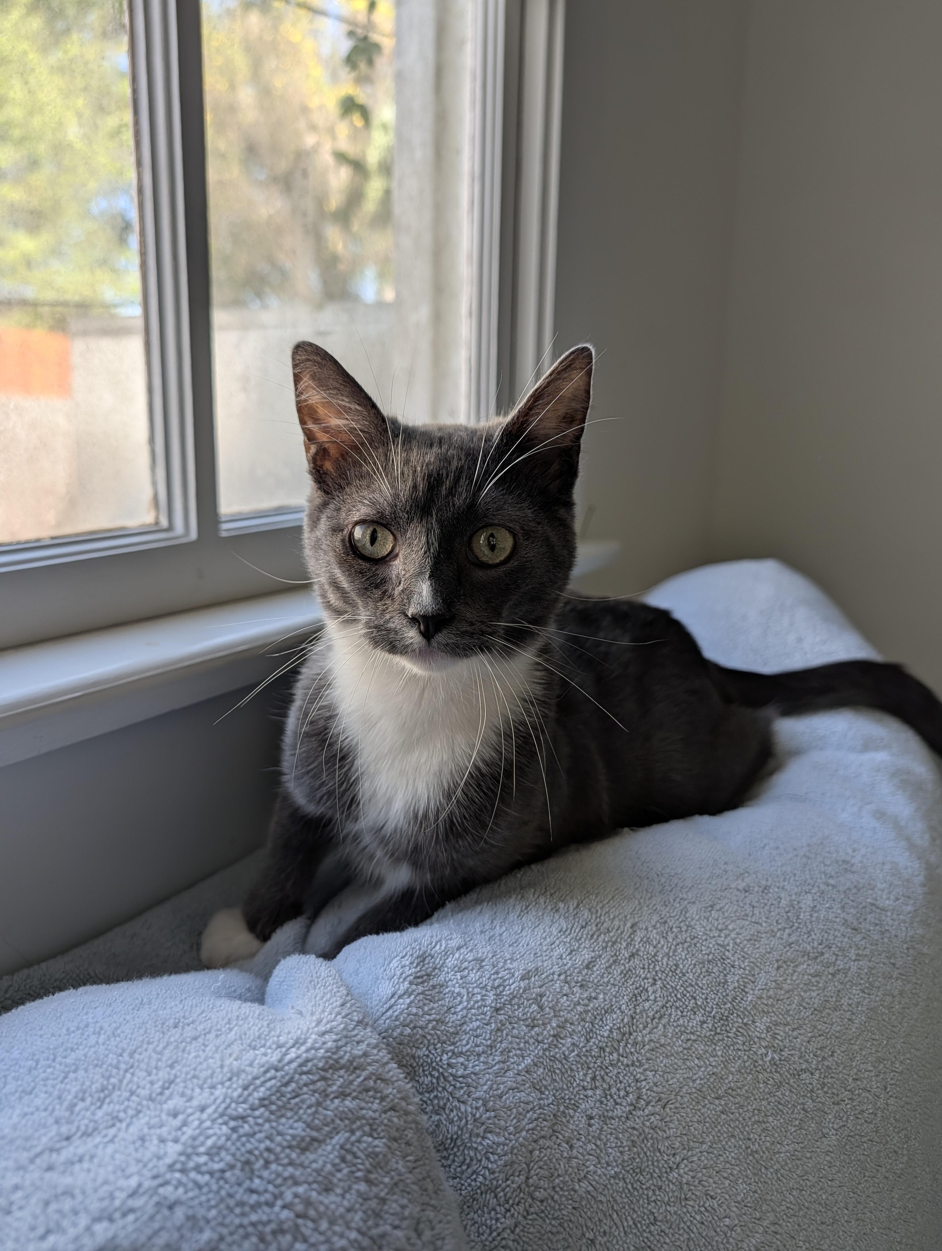 Wembley, Adoptable, Young Male Domestic Short Hair.