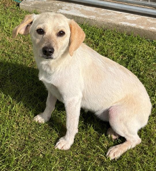 Enlarge Honey, a ADOPTABLE Beagle in Dixon, IL image 1/1