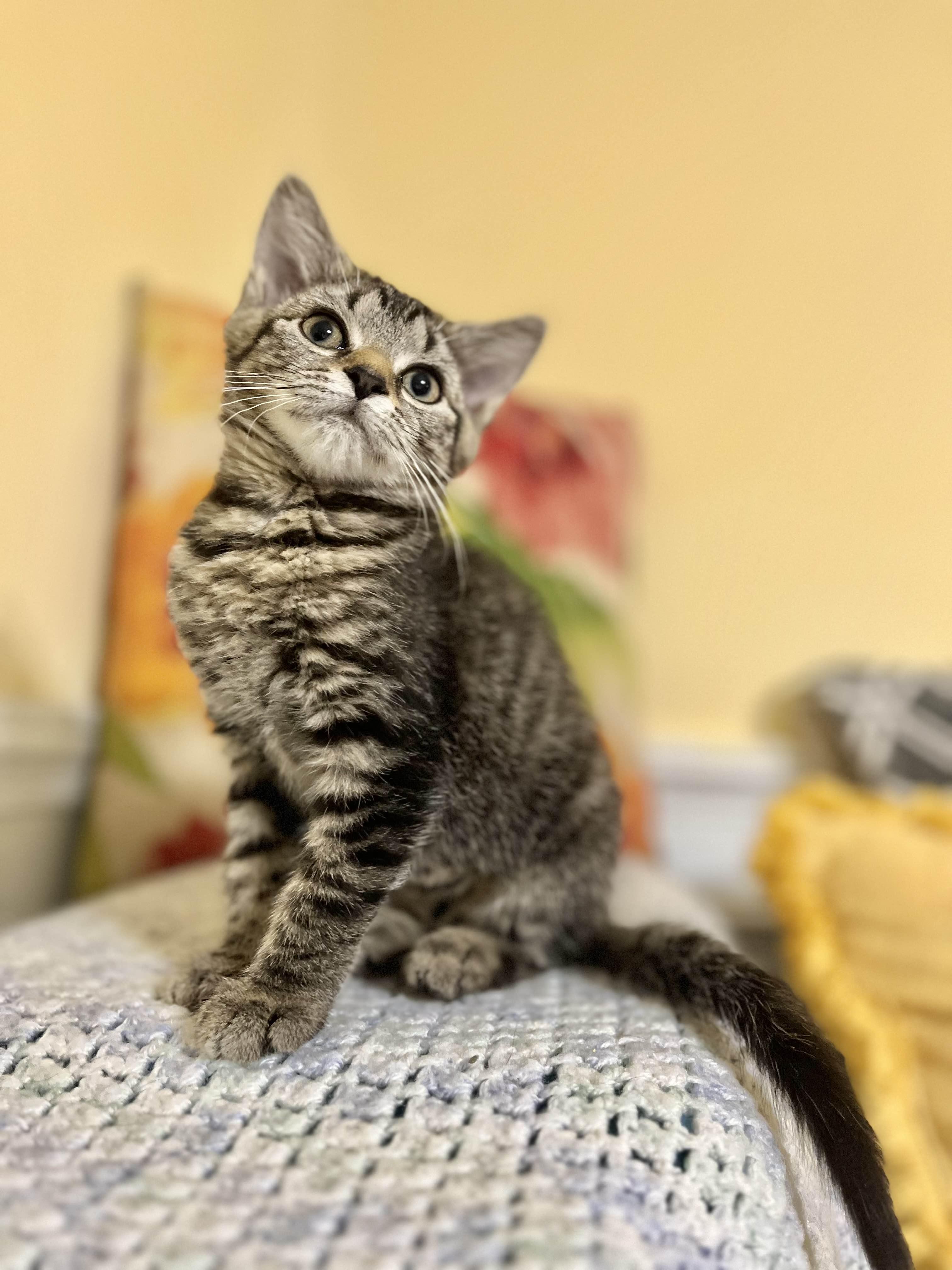 Cleo, Adoptable, Kitten Female Domestic Short Hair.