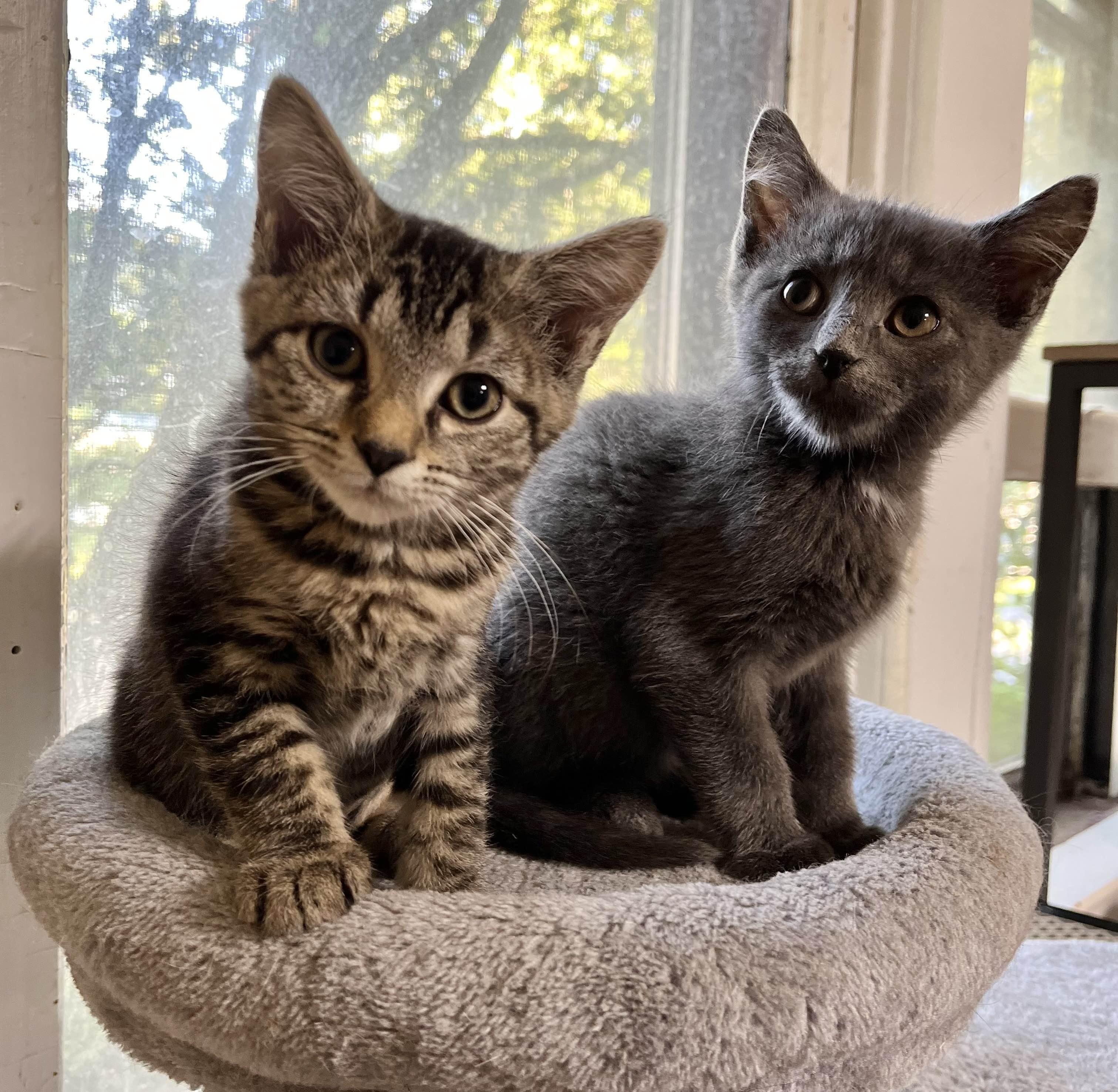 Cleo, a Adoptable Domestic Short Hair in Richmond, KY image 3/6