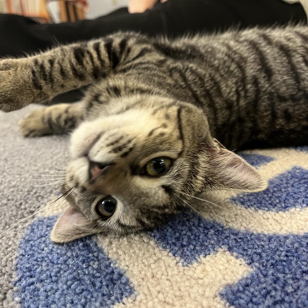 Enlarge Cleo, a Adoptable Domestic Short Hair in Richmond, KY image 5/6