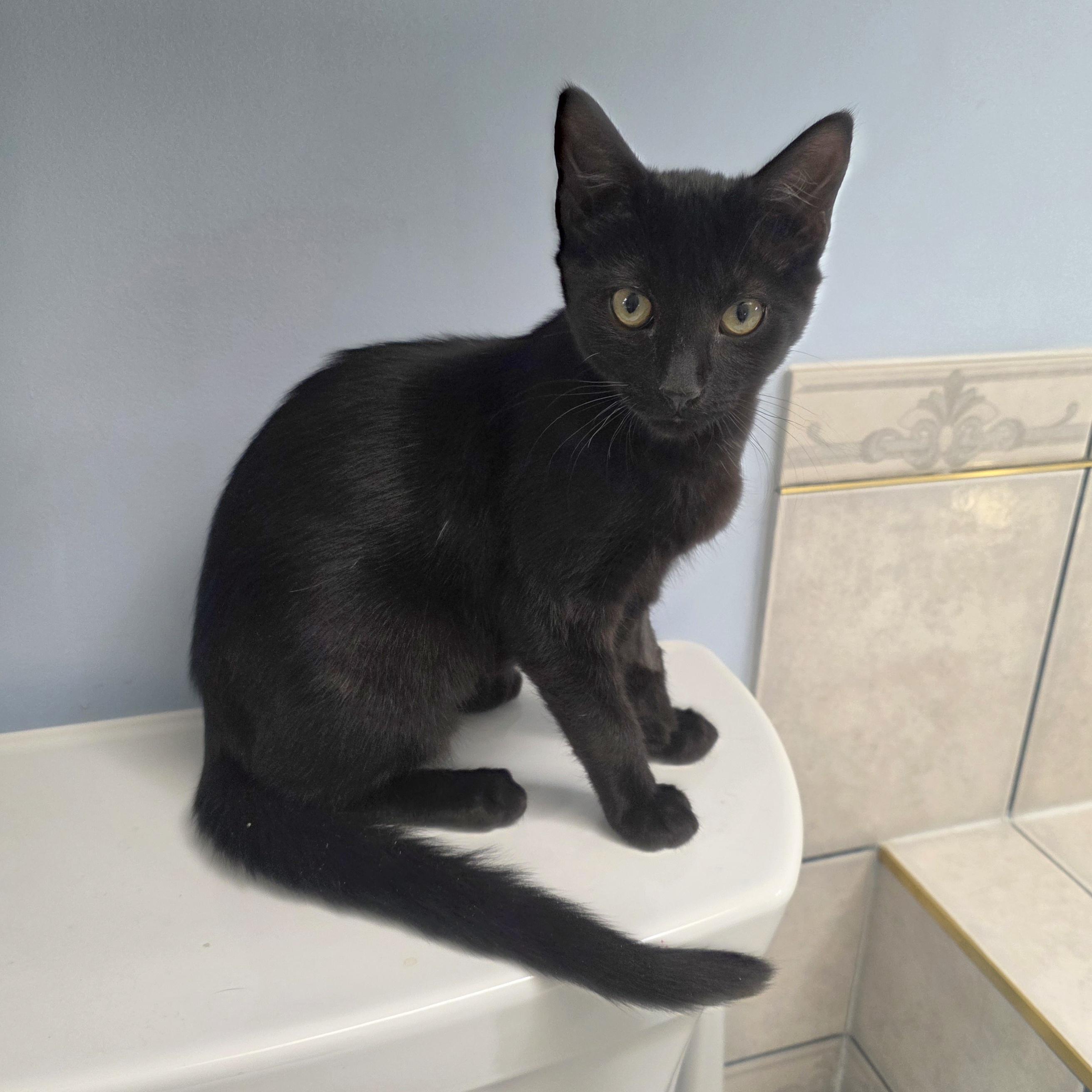 Raven, Adoptable, Kitten Female Domestic Short Hair.