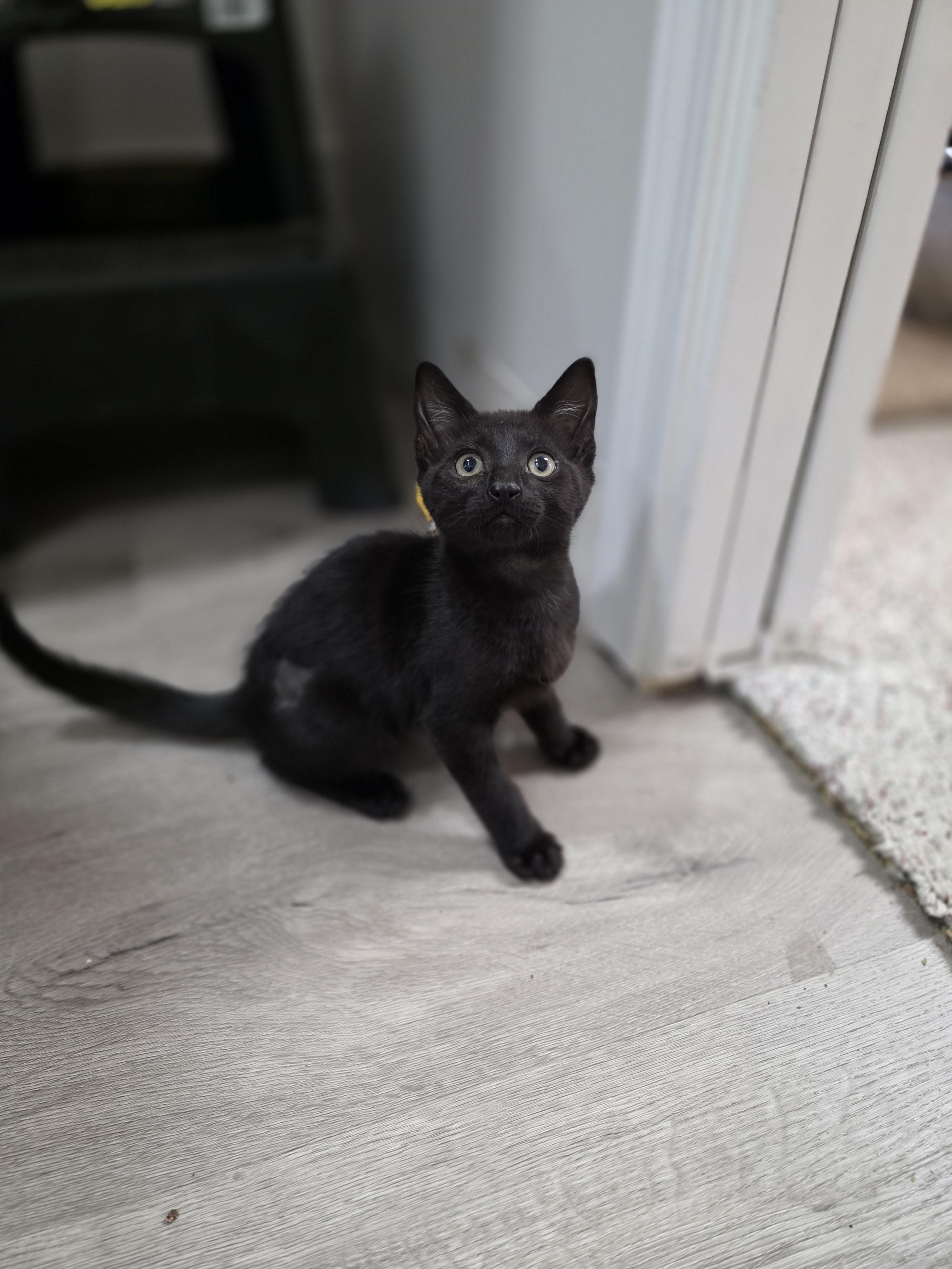 Enlarge Raven, a Adoptable mixed breed in Kamloops, BC image 2/6