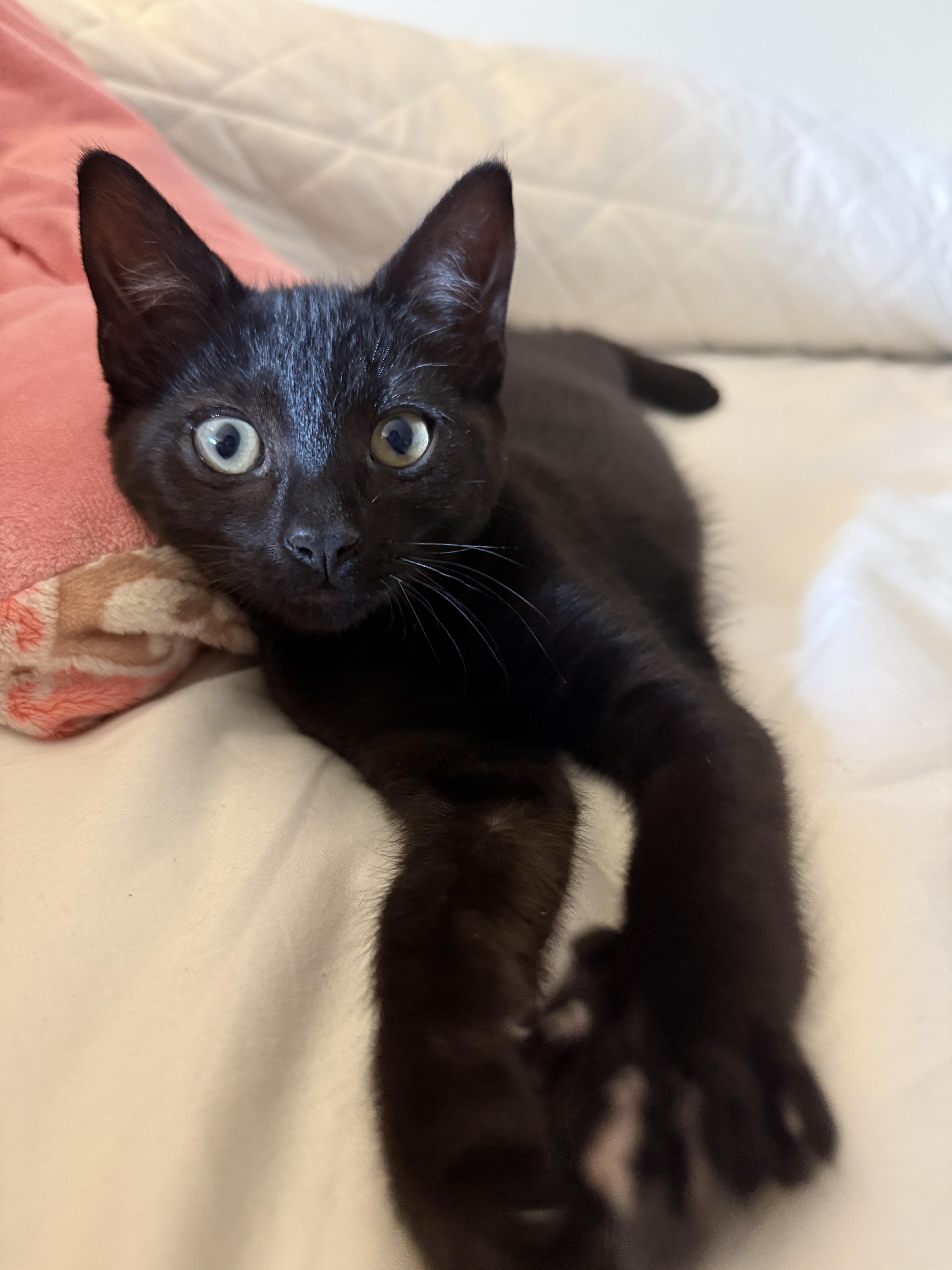 Enlarge Raven, a Adoptable mixed breed in Kamloops, BC image 3/6