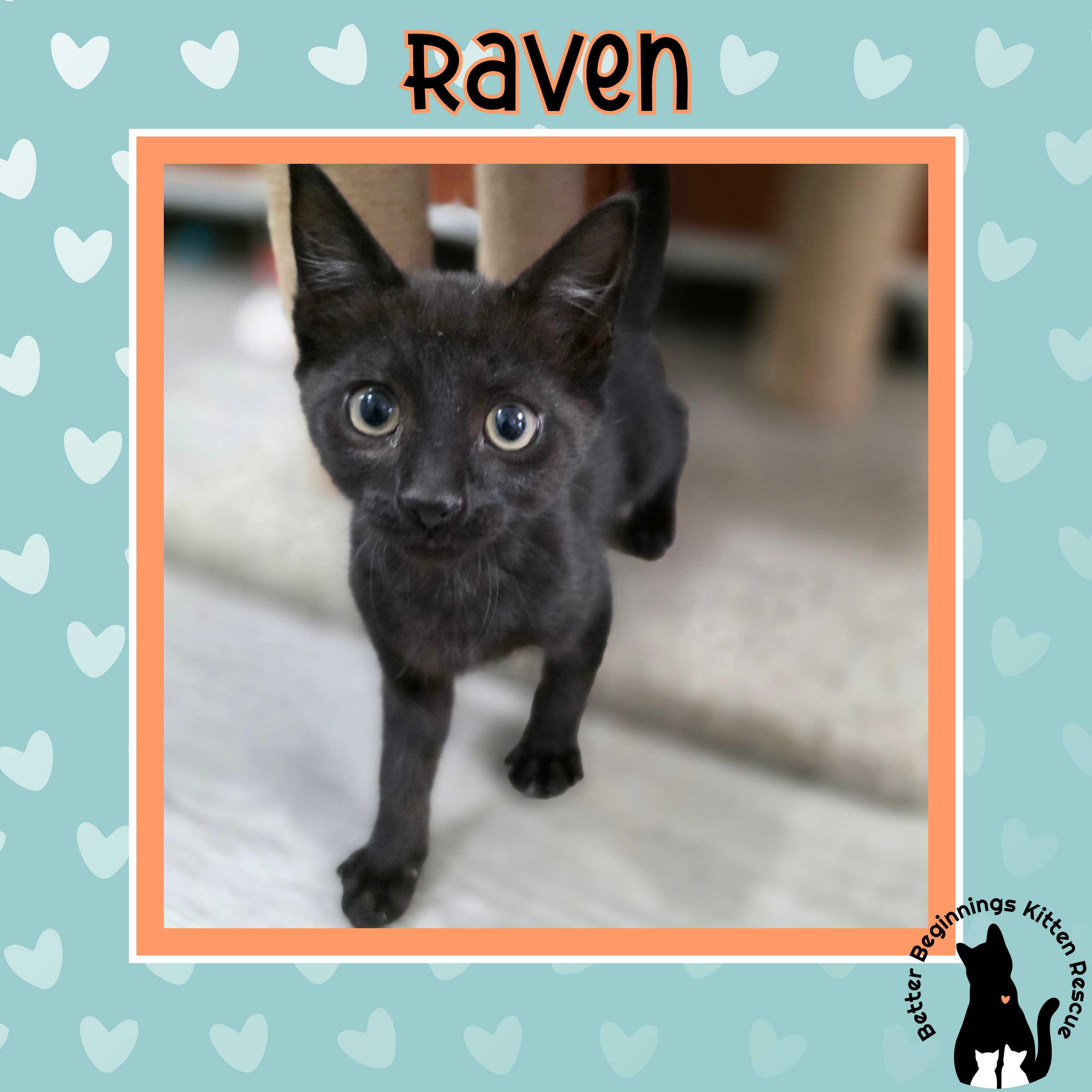 Enlarge Raven, a Adoptable mixed breed in Kamloops, BC image 4/6