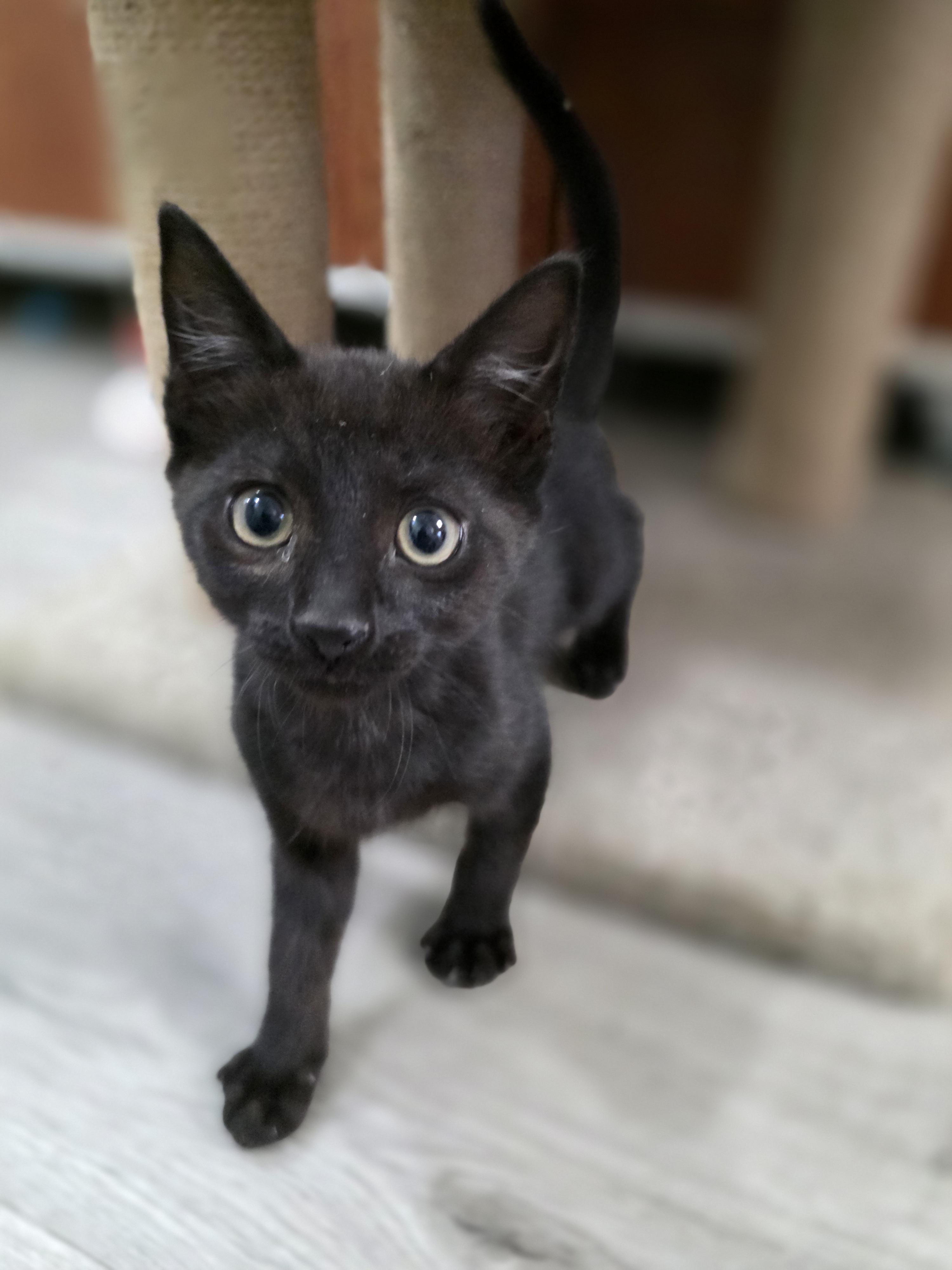 Enlarge Raven, a Adoptable mixed breed in Kamloops, BC image 5/6