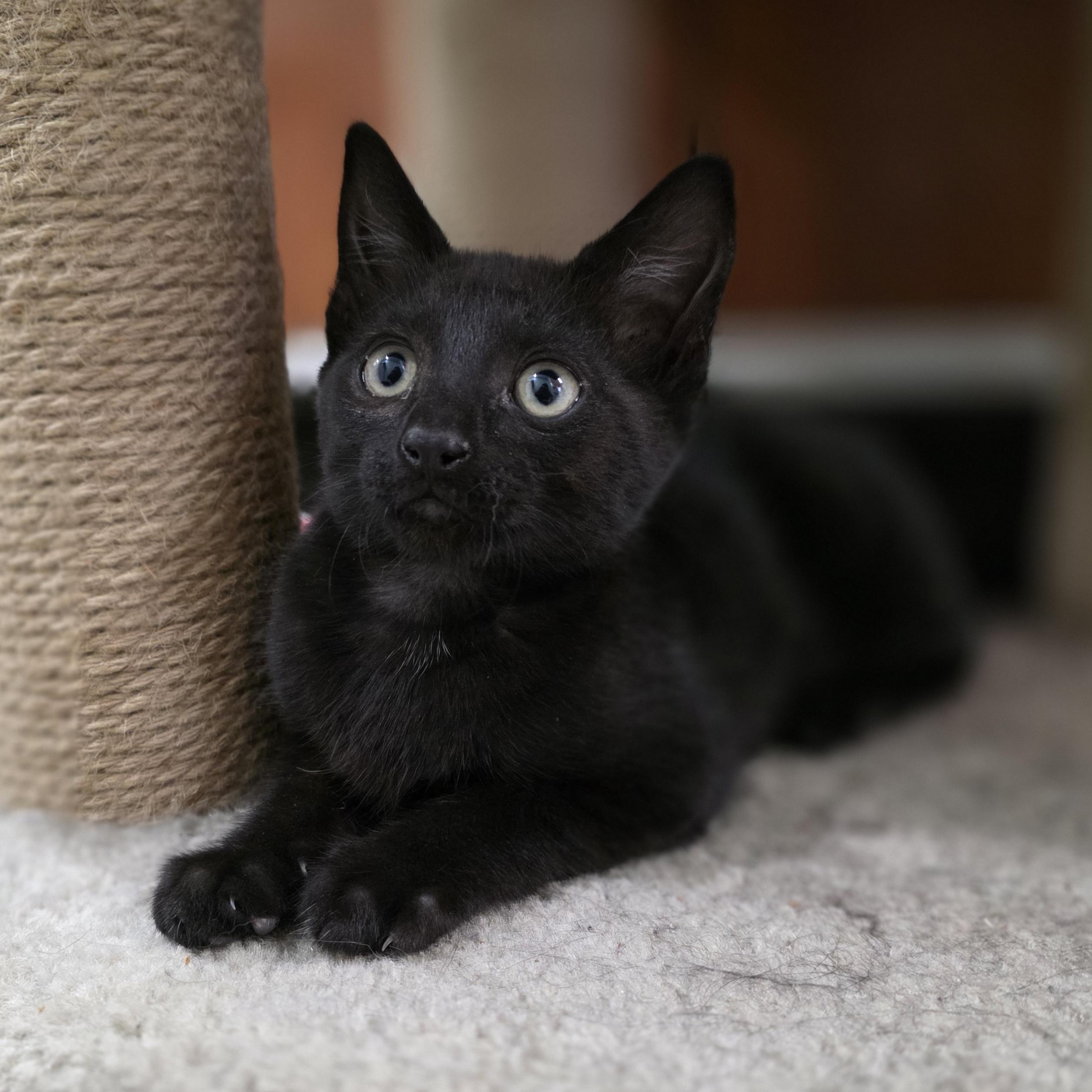 Enlarge Raven, a Adoptable mixed breed in Kamloops, BC image 6/6