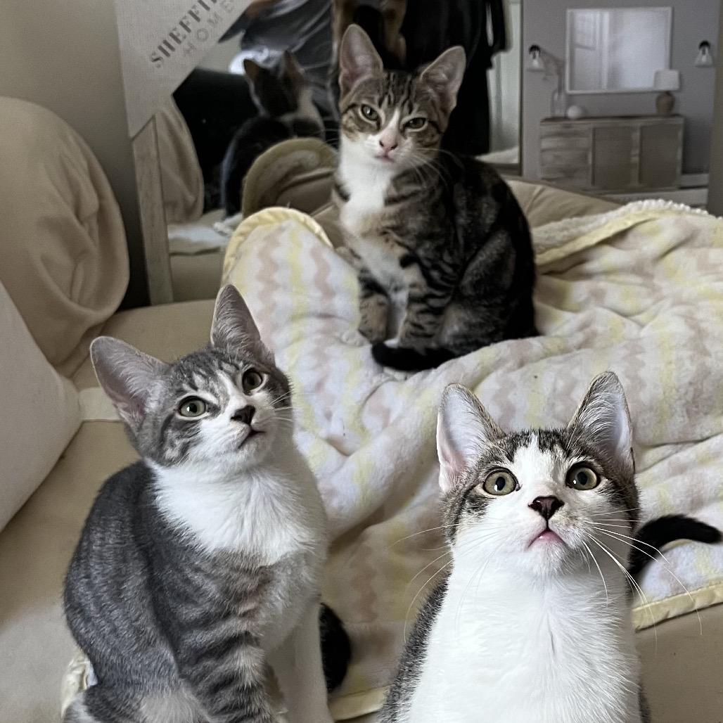 Peter, a Adoptable Domestic Short Hair in Westport, CT image 1/2