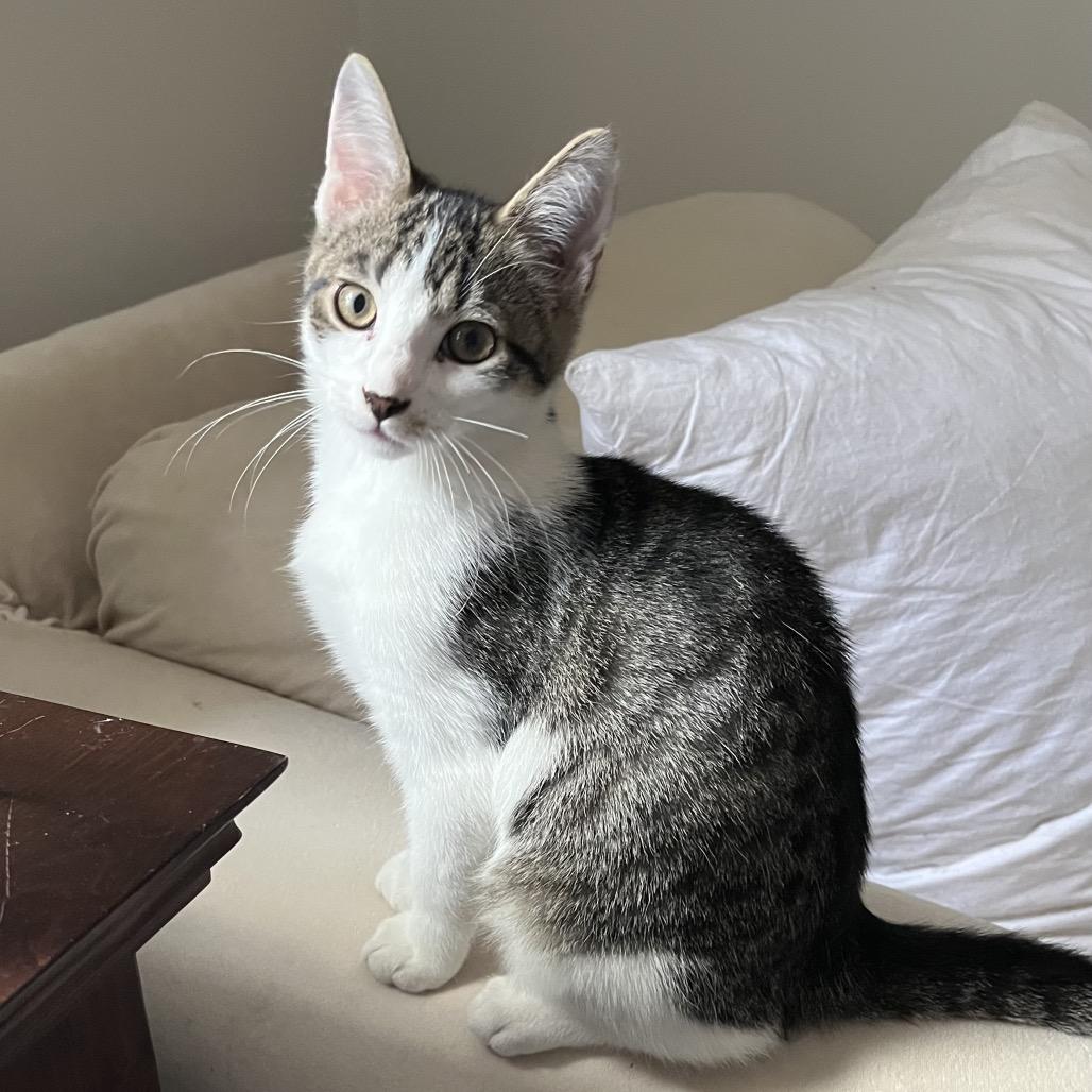 Peter, a Adoptable Domestic Short Hair in Westport, CT image 2/2