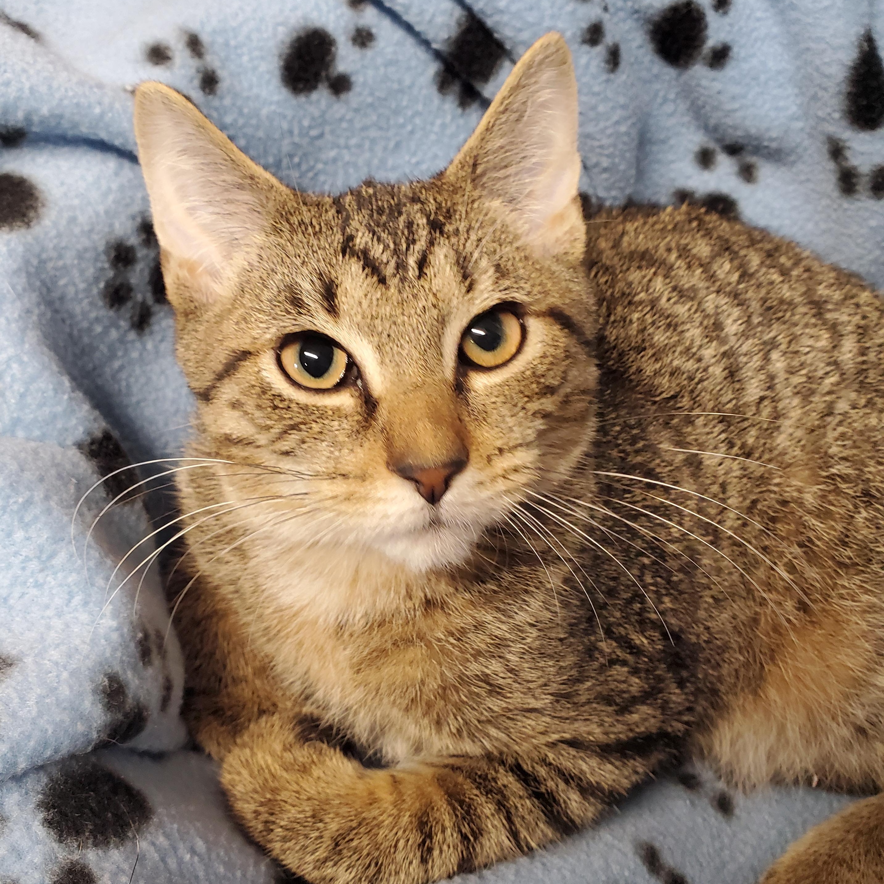 Theodore, Adoptable, Kitten Male Domestic Short Hair.