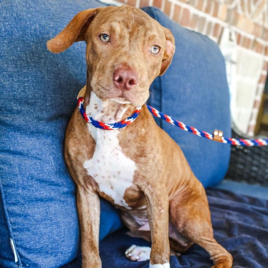 Enlarge Fred, a Adoptable mixed breed in Mansfield, TX image 3/3