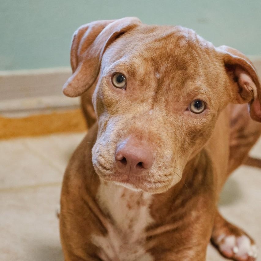 Fred, Adoptable, Young Male Pit Bull Terrier.