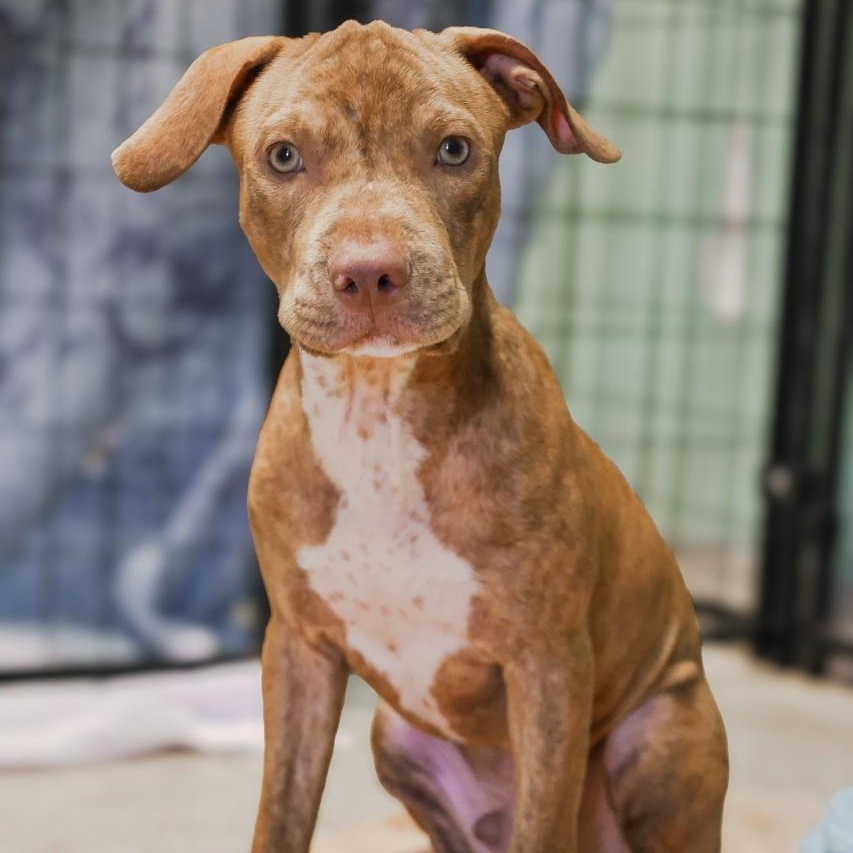 Enlarge Fred, a Adoptable mixed breed in Mansfield, TX image 2/3