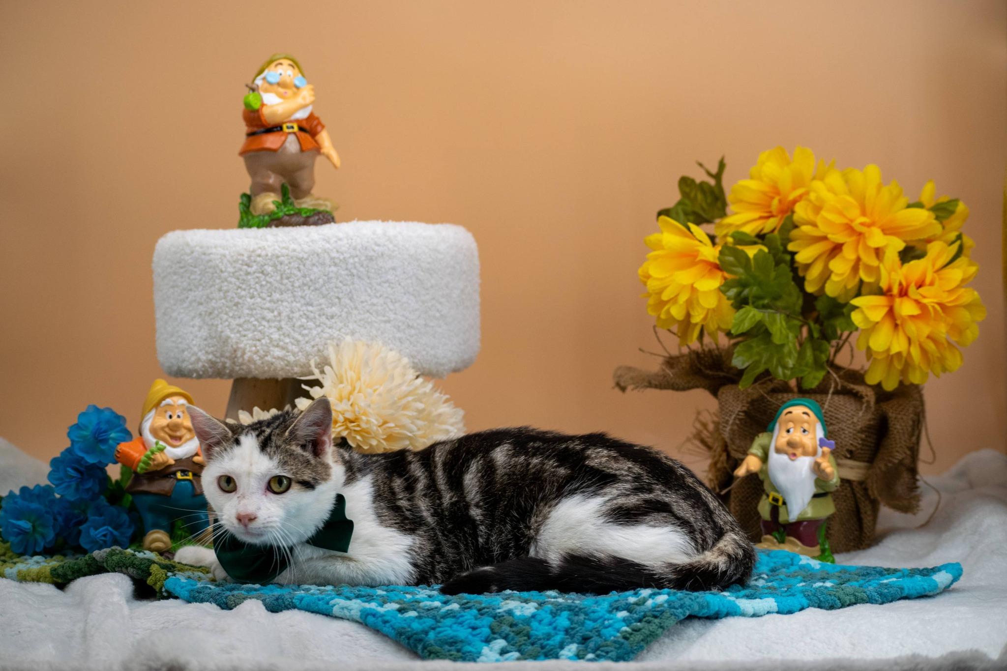 Enlarge Grumpy, a ADOPTABLE Domestic Short Hair in Sevierville, TN image 3/3