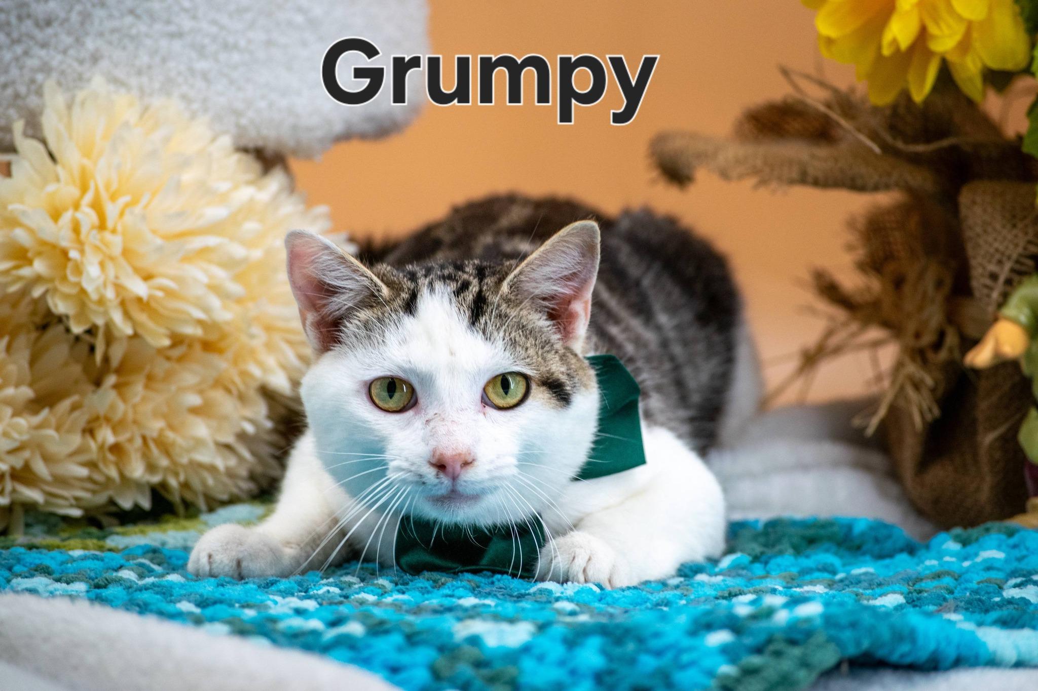 Enlarge Grumpy, a ADOPTABLE Domestic Short Hair in Sevierville, TN image 1/3