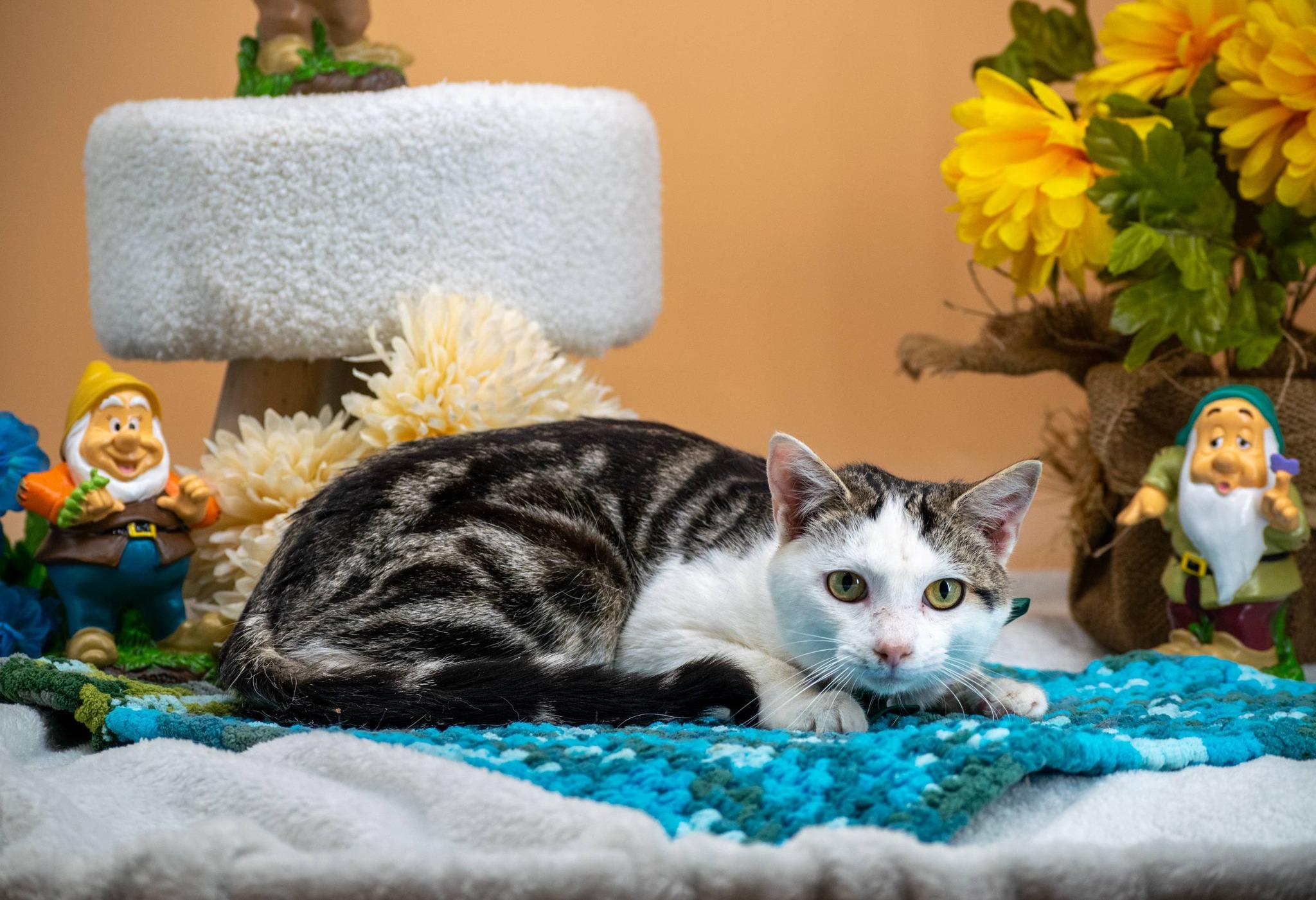 Enlarge Grumpy, a ADOPTABLE Domestic Short Hair in Sevierville, TN image 2/3