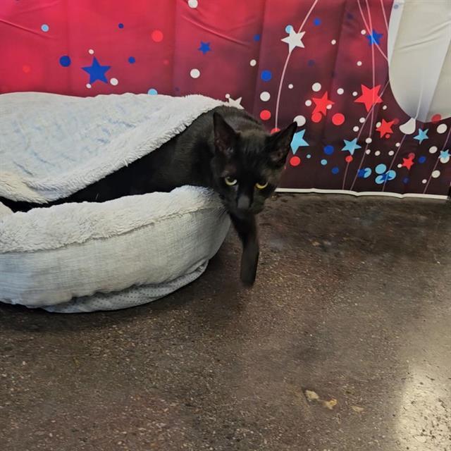 LAREDO, Adoptable, Adult Male Domestic Medium Hair.