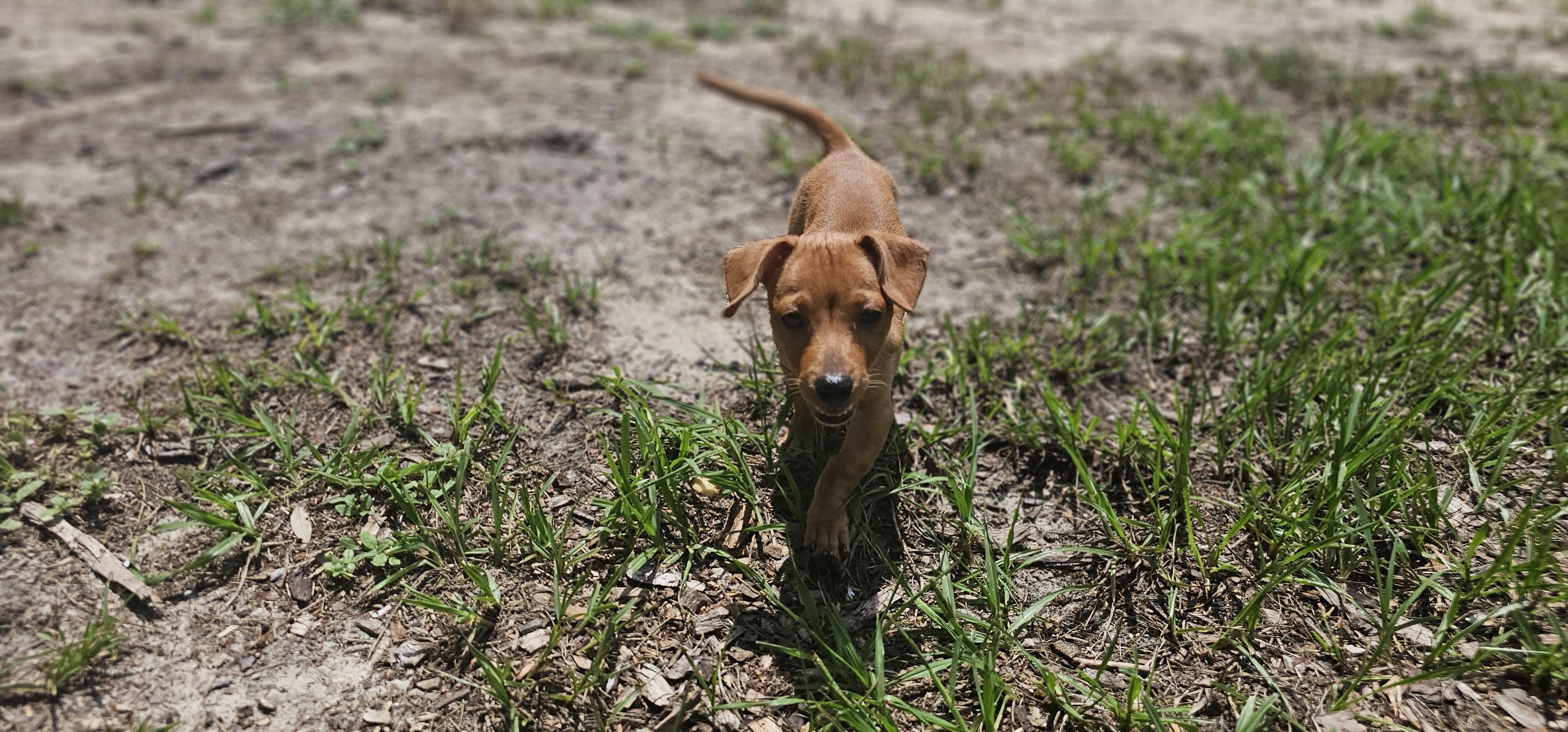 Enlarge Chi Chi, a Adopted mixed breed in Weeki Wachee, FL image 2/6