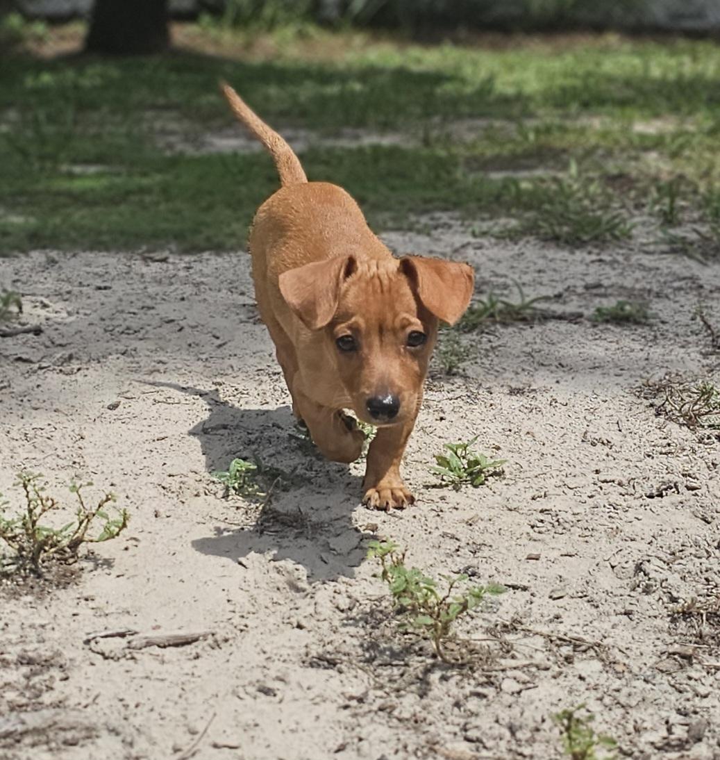 Enlarge Chi Chi, a Adopted mixed breed in Weeki Wachee, FL image 5/6