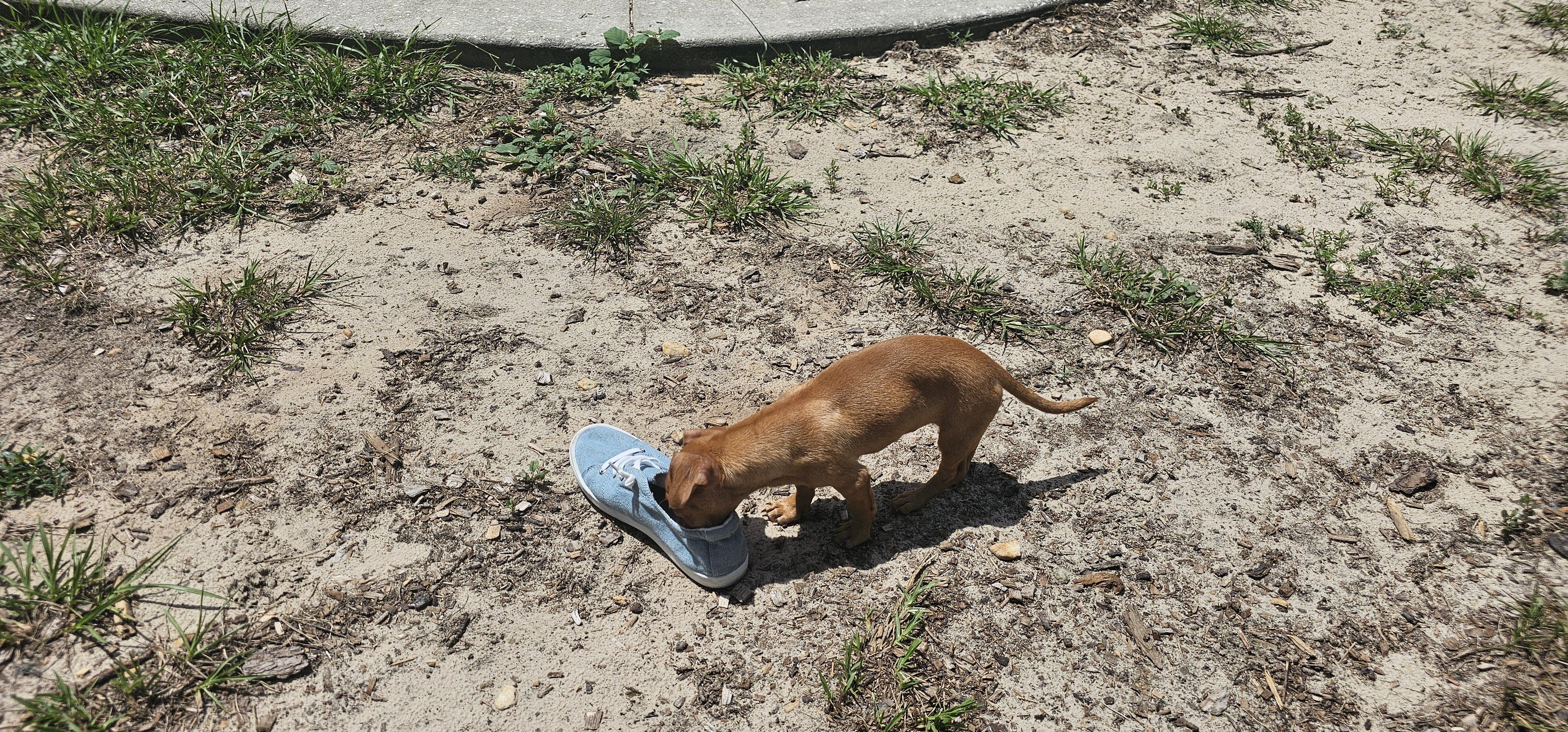 Enlarge Chi Chi, a Adopted mixed breed in Weeki Wachee, FL image 3/6