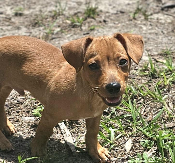 Enlarge Chi Chi, a Adopted mixed breed in Weeki Wachee, FL image 1/6