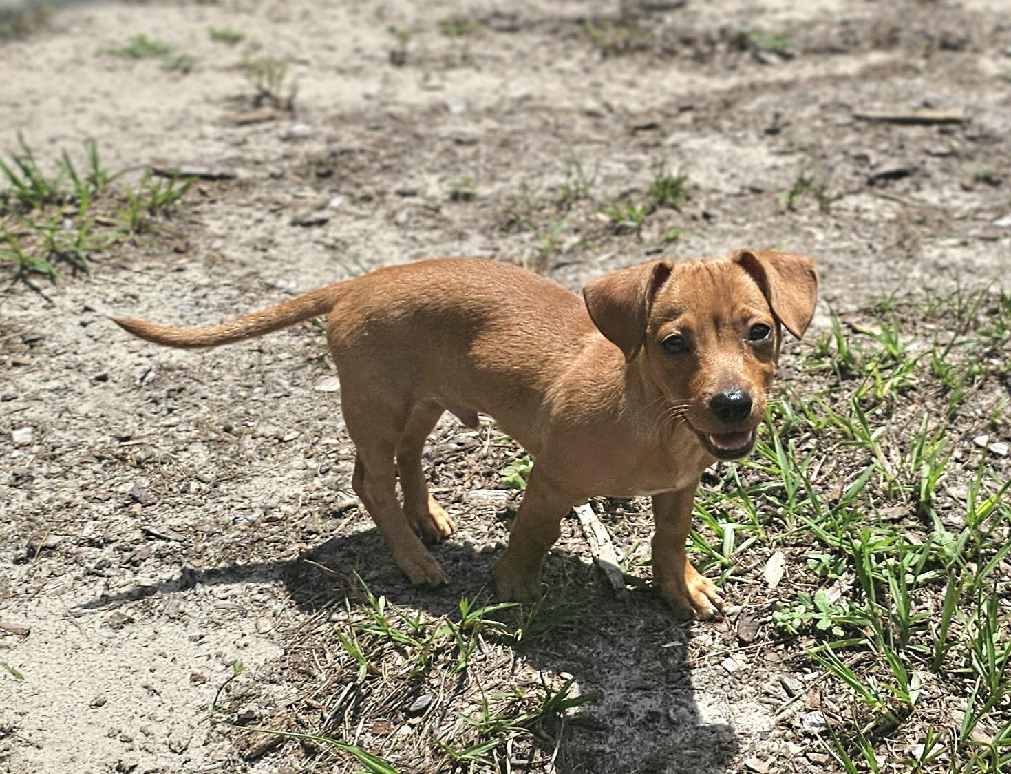 Enlarge Chi Chi, a Adopted mixed breed in Weeki Wachee, FL image 6/6