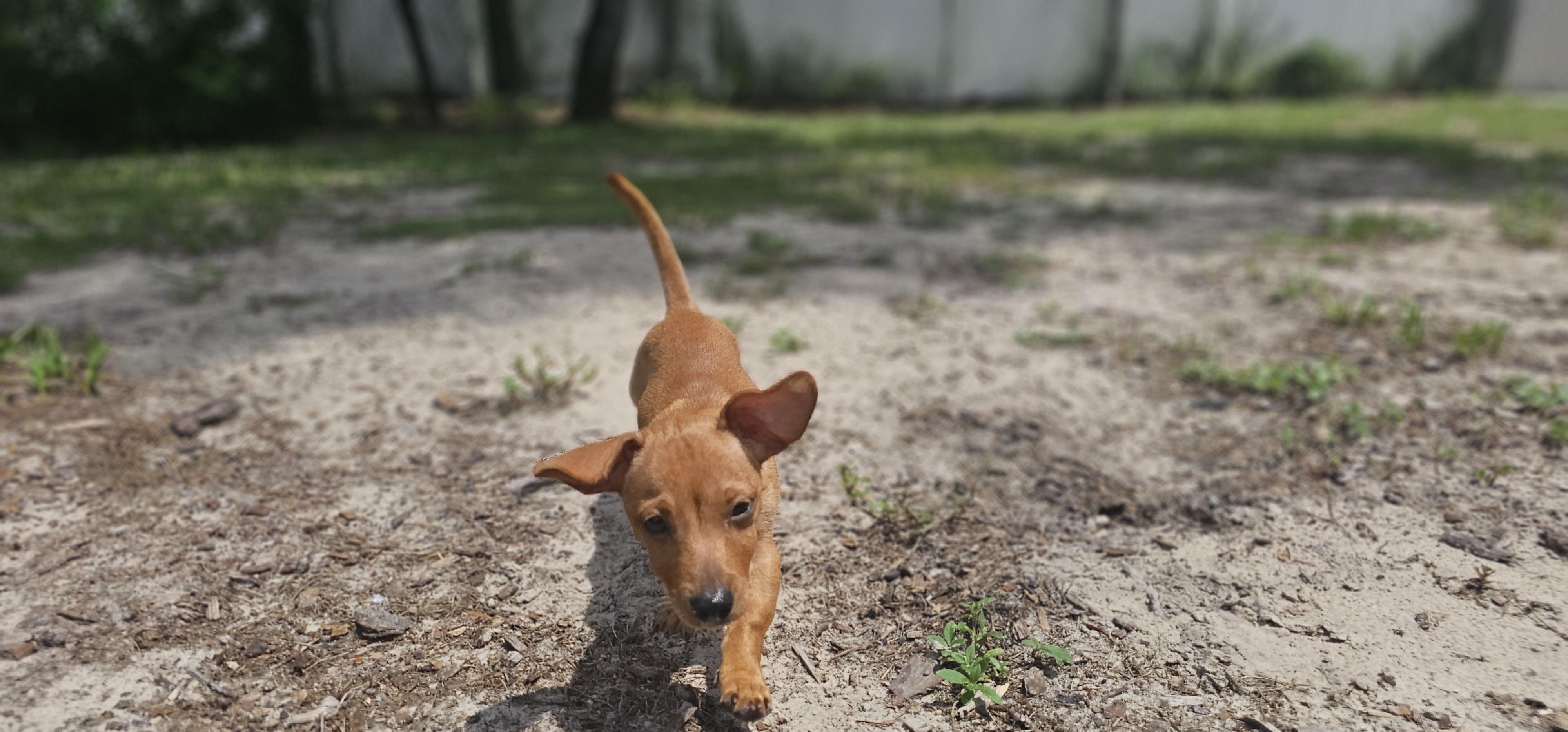 Enlarge Chi Chi, a Adopted mixed breed in Weeki Wachee, FL image 4/6