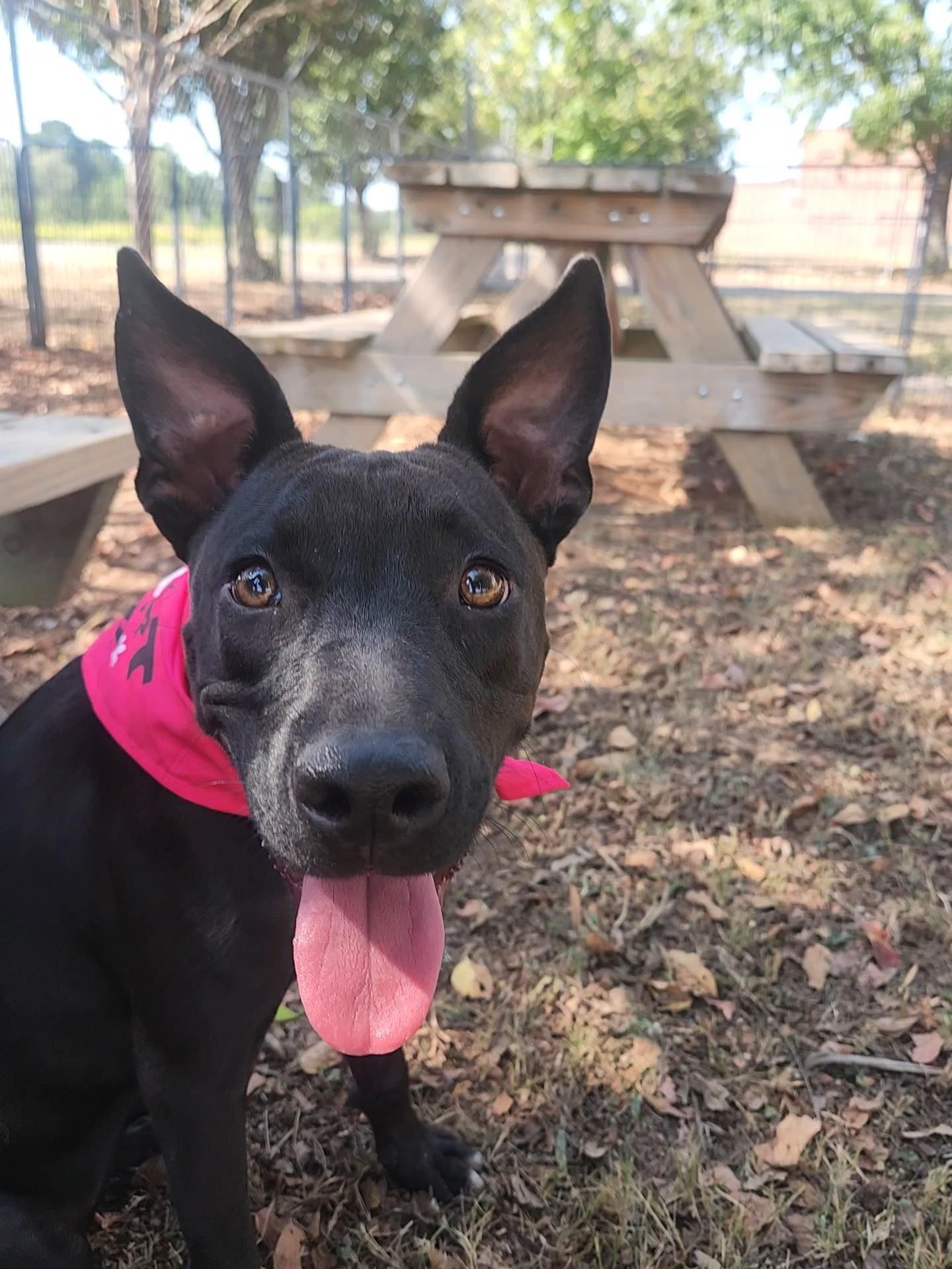 Enlarge Lexie, a Adoptable mixed breed in Greensboro, AL image 3/3