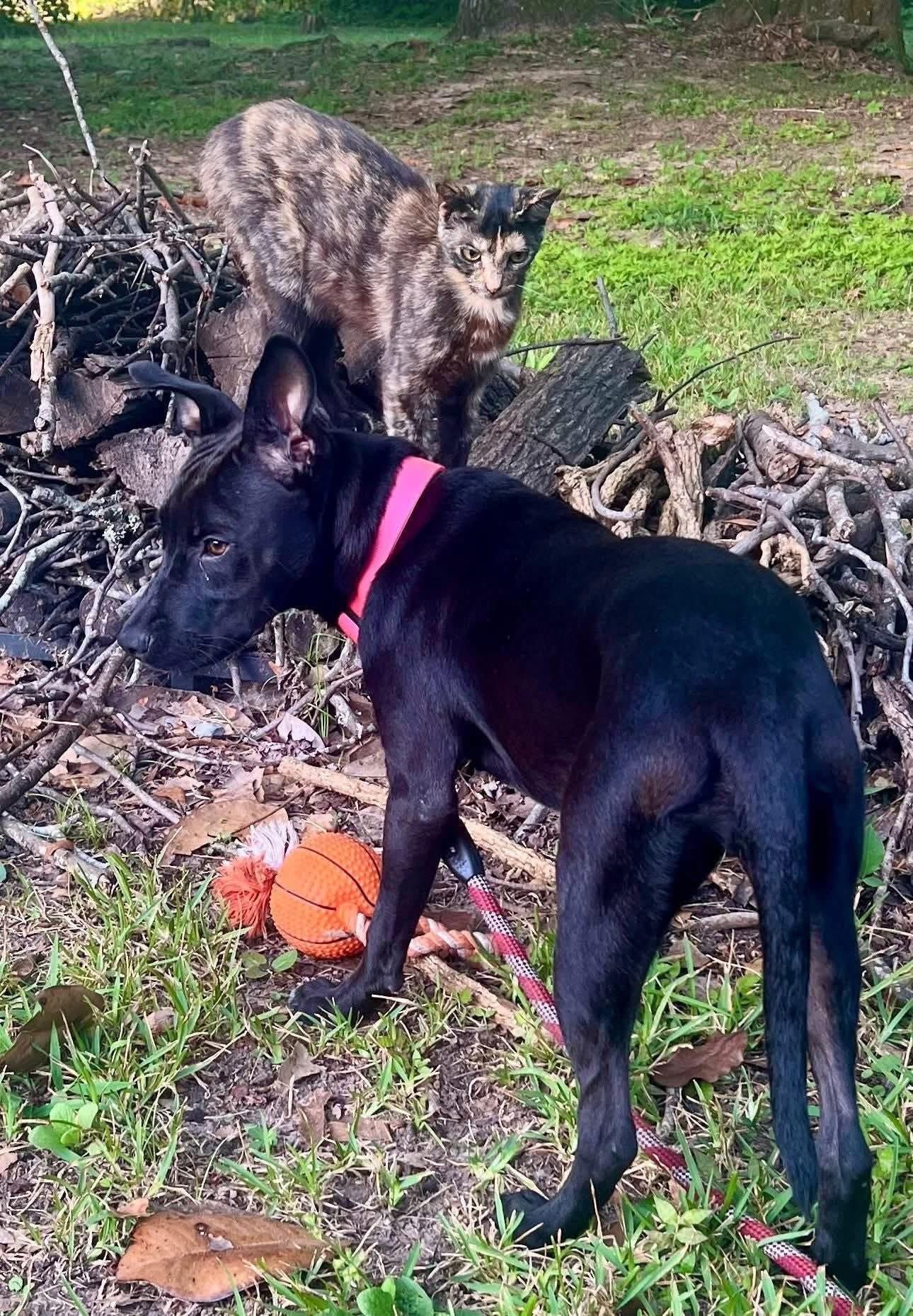 Enlarge Lexie, a Adoptable mixed breed in Greensboro, AL image 1/3