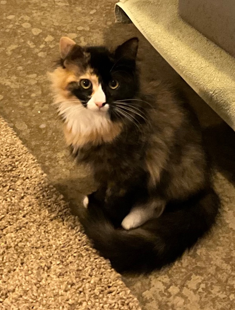 Enlarge Lainey, a Adopted mixed breed in Avonmore, PA image 1/1