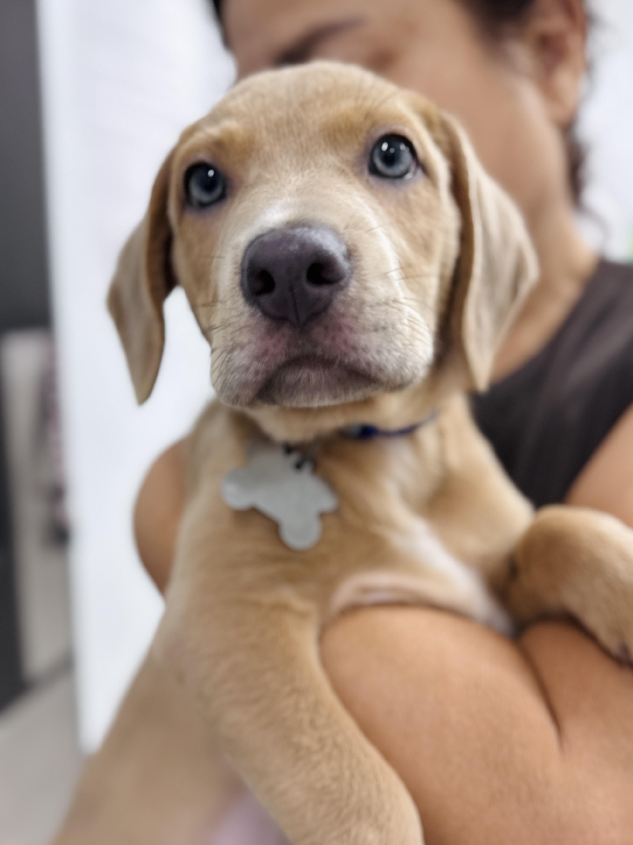 Billy Flynn, an adopted mixed breed in Palatine, IL image 4/6