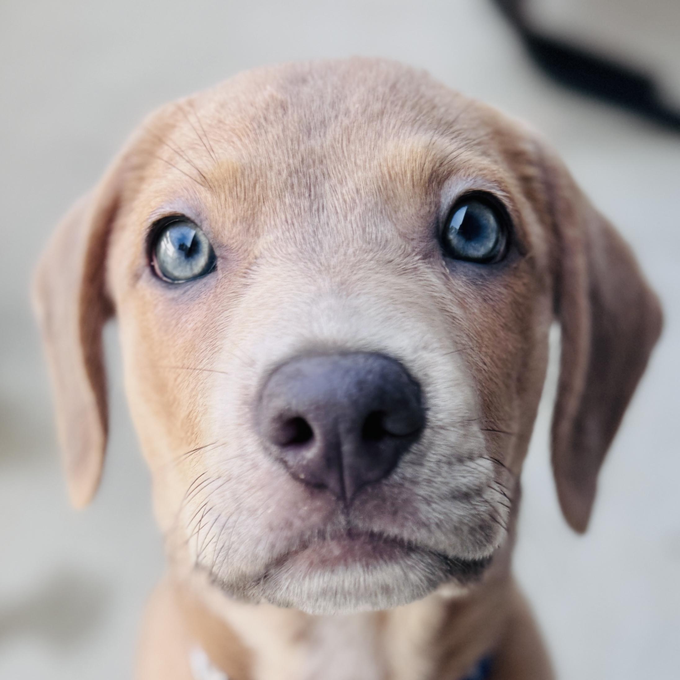 Billy Flynn, an adopted mixed breed in Palatine, IL image 1/6