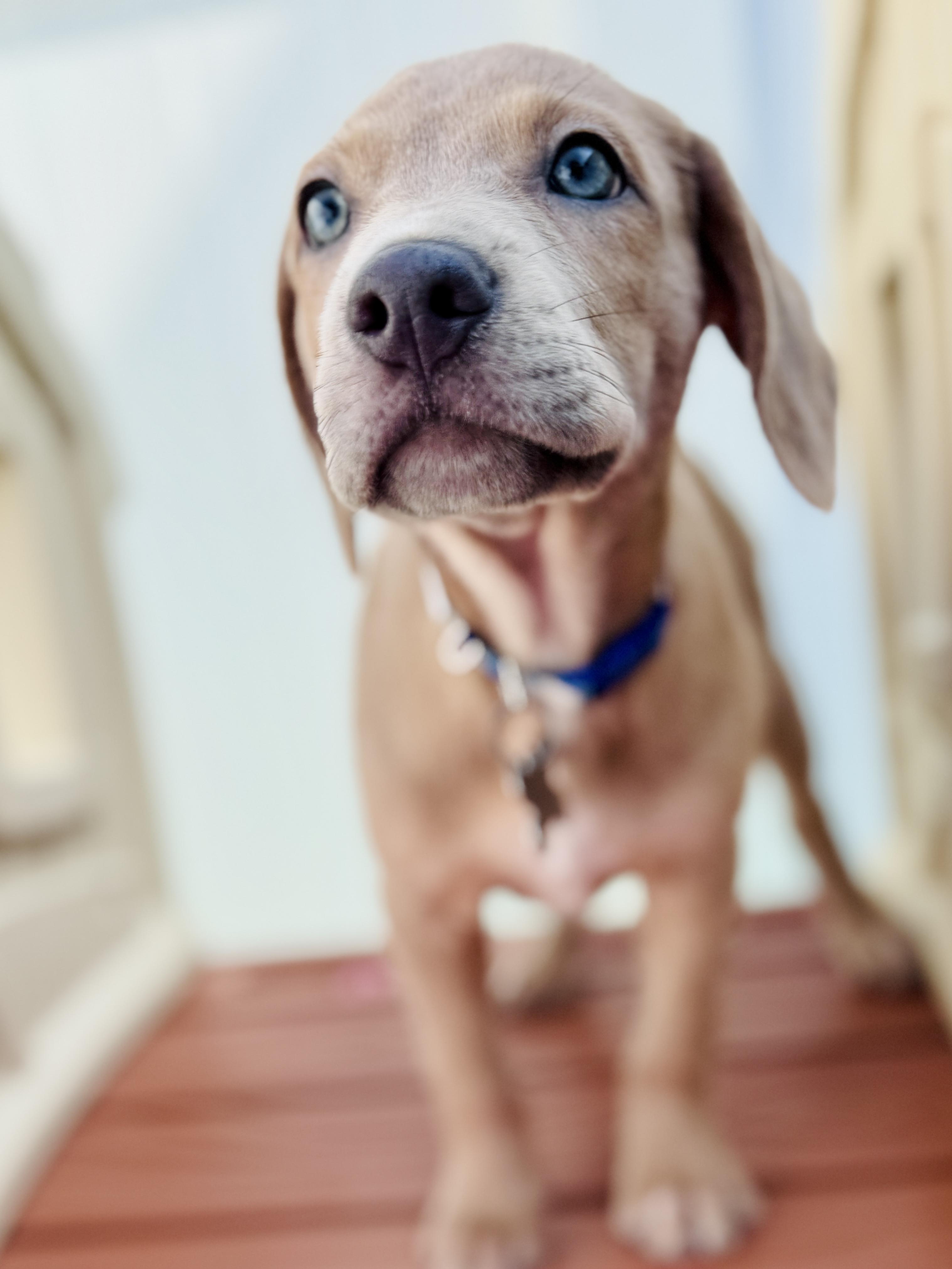 Billy Flynn, an adopted mixed breed in Palatine, IL image 5/6