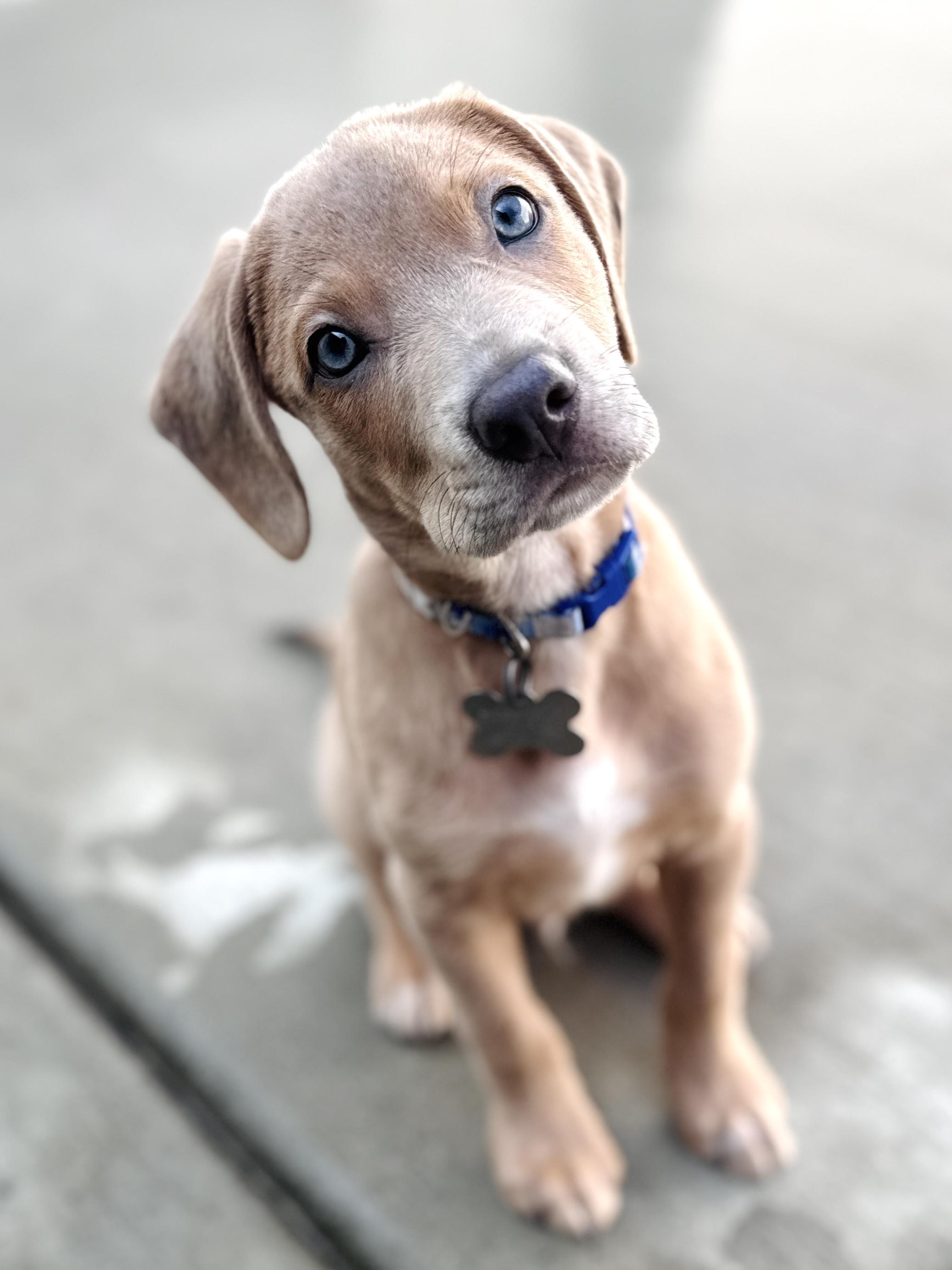 Billy Flynn, an adopted mixed breed in Palatine, IL image 3/6