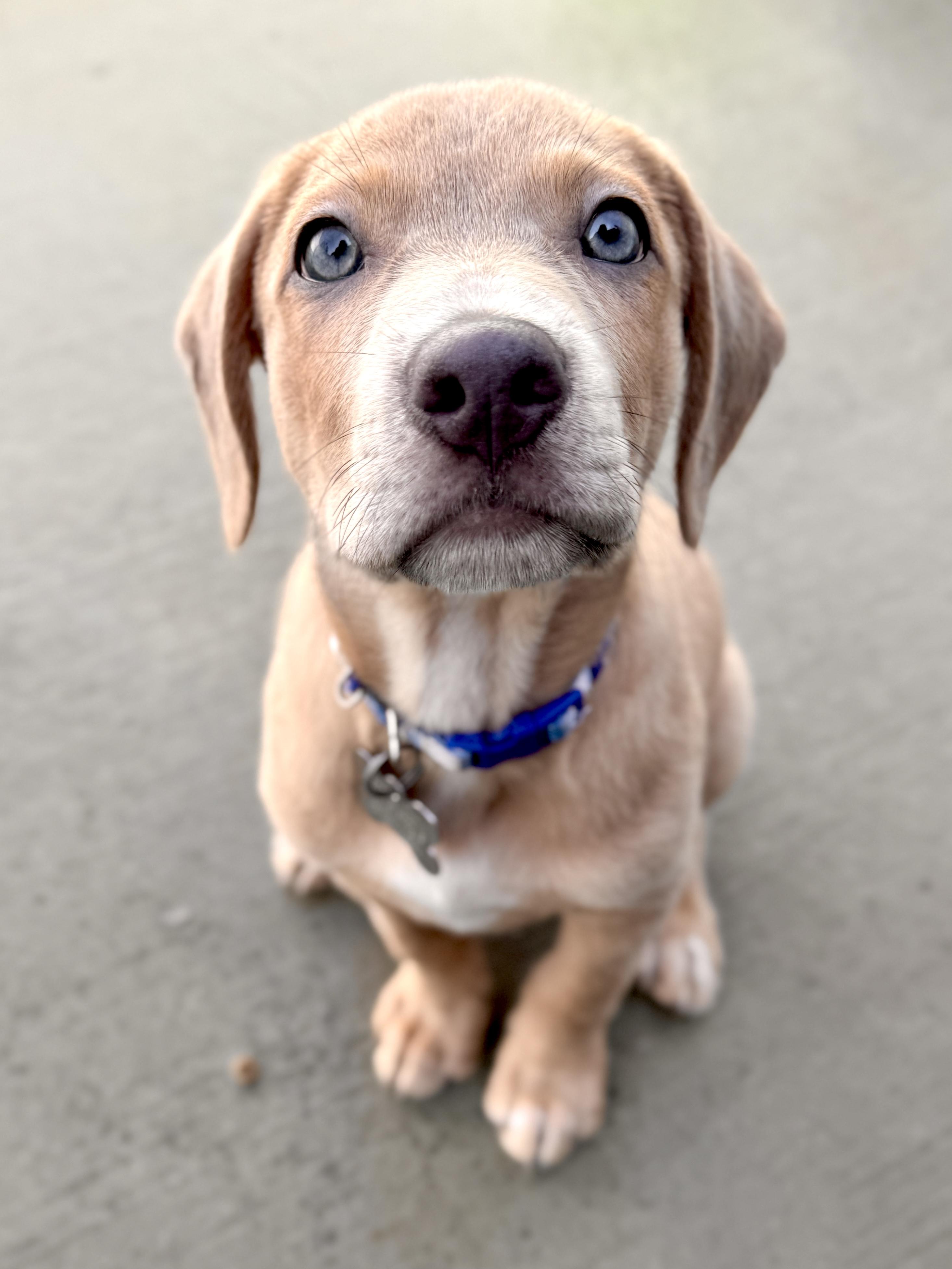 Billy Flynn, an adopted mixed breed in Palatine, IL image 2/6