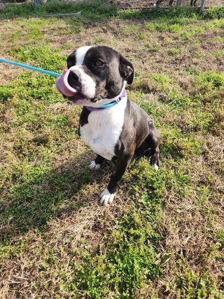 Enlarge Bobbie, a Adoptable mixed breed in Cleveland, TN image 1/2