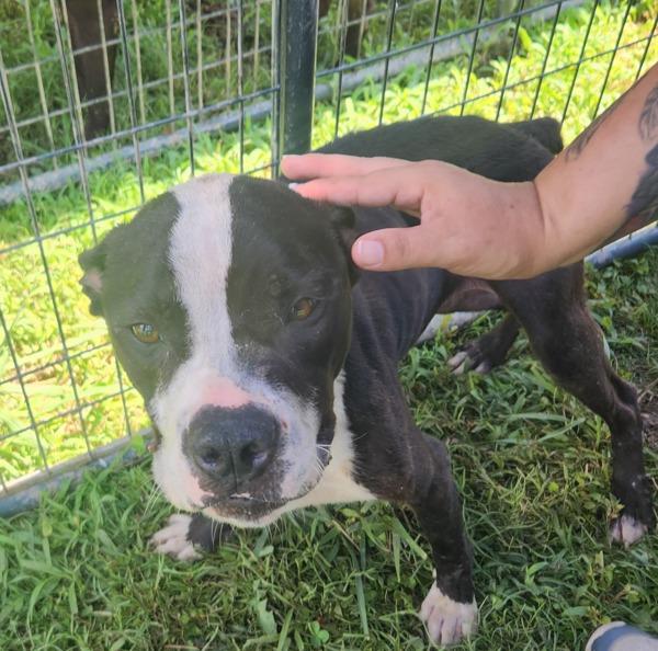 Enlarge Bobbie, a Adoptable mixed breed in Cleveland, TN image 2/2