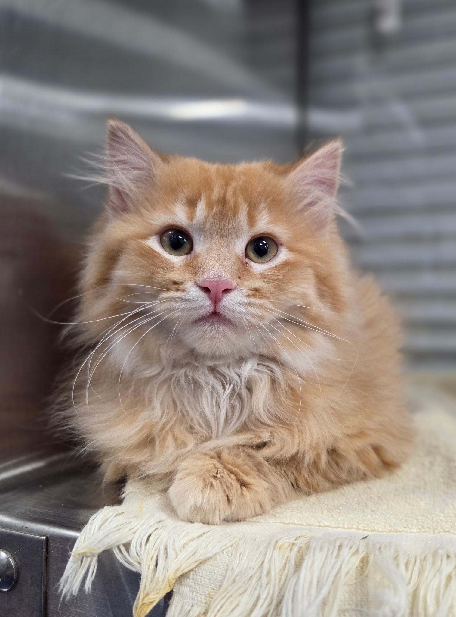 Enlarge Sunny, an adopted Domestic Short Hair in Faribault, MN image 1/1