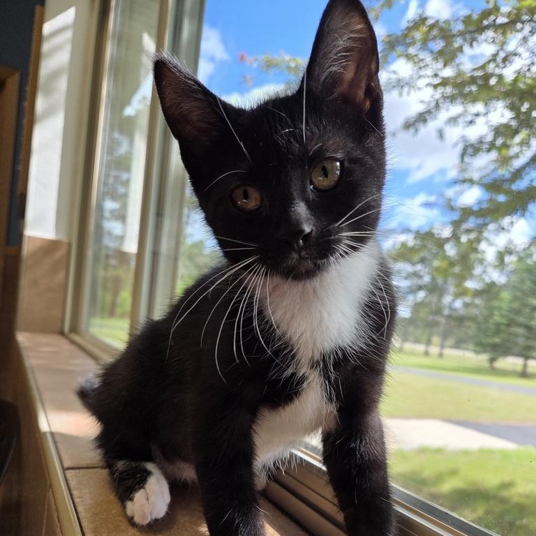Breslow, an adopted mixed breed in Park Rapids, MN image 3/3