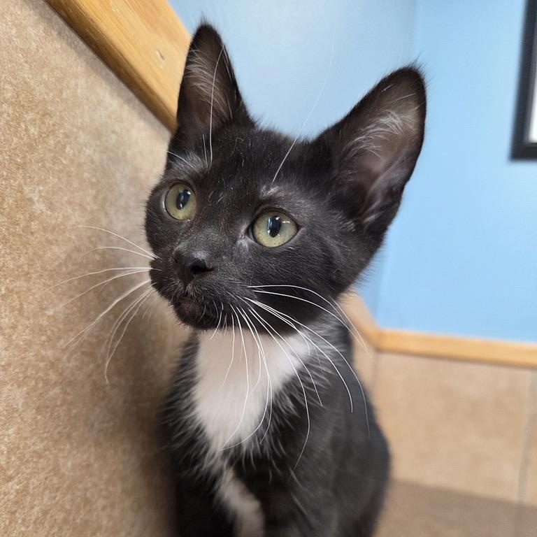 Breslow, an adopted mixed breed in Park Rapids, MN image 1/3