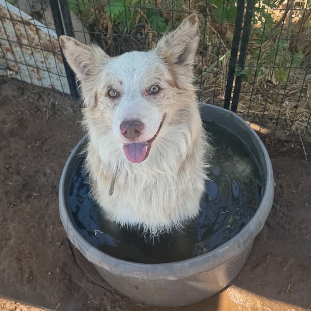 Mystery - Transport, Adoptable, Young Male Australian Shepherd.