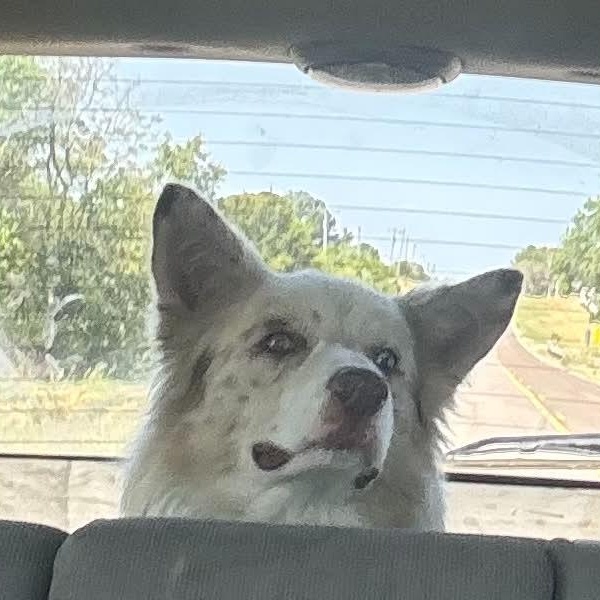 Enlarge Mystery - Transport, a Adoptable Australian Shepherd in Newport, WA image 6/6