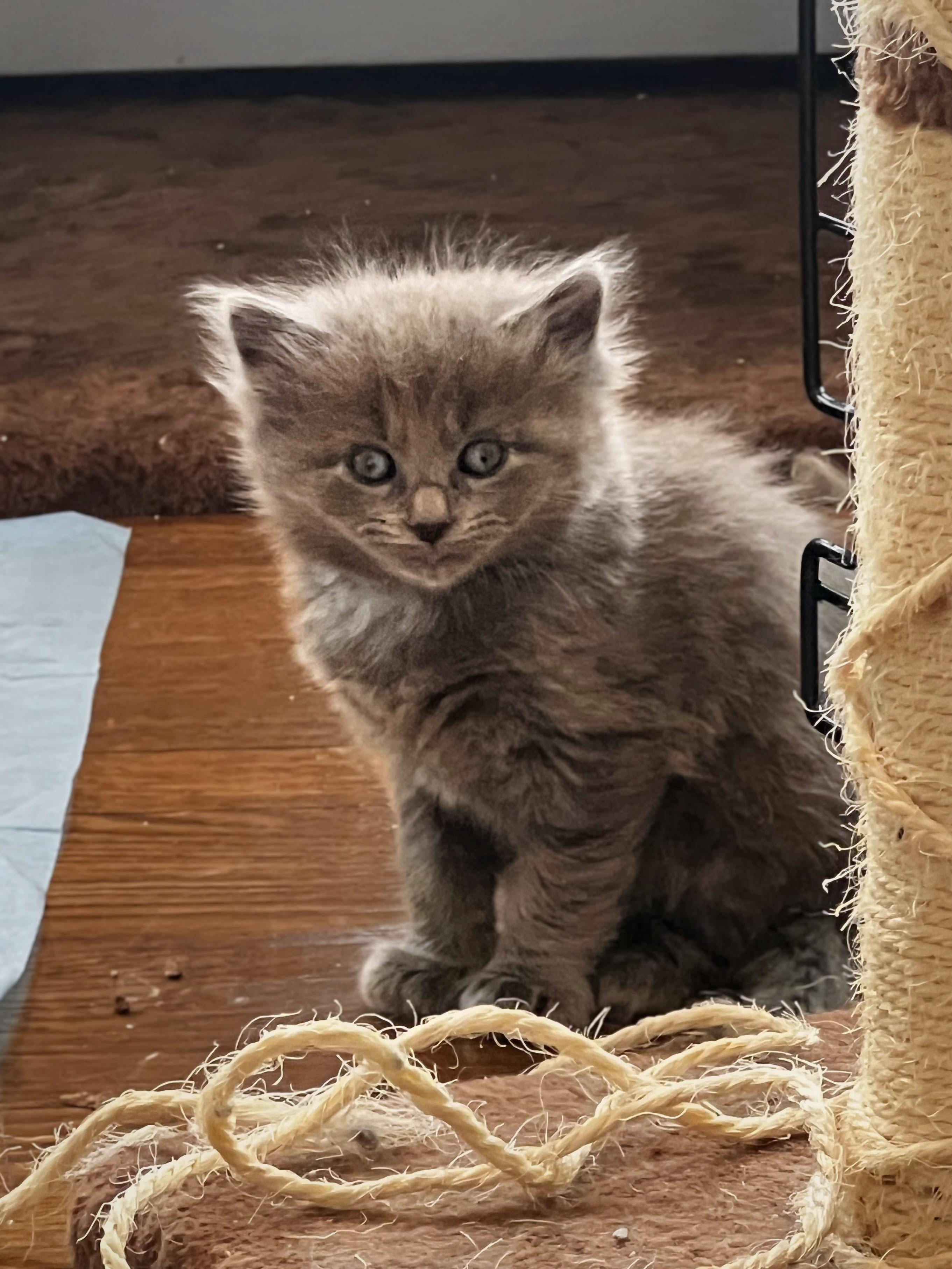 Lionel Messi, adopted, Kitten Male Domestic Long Hair.