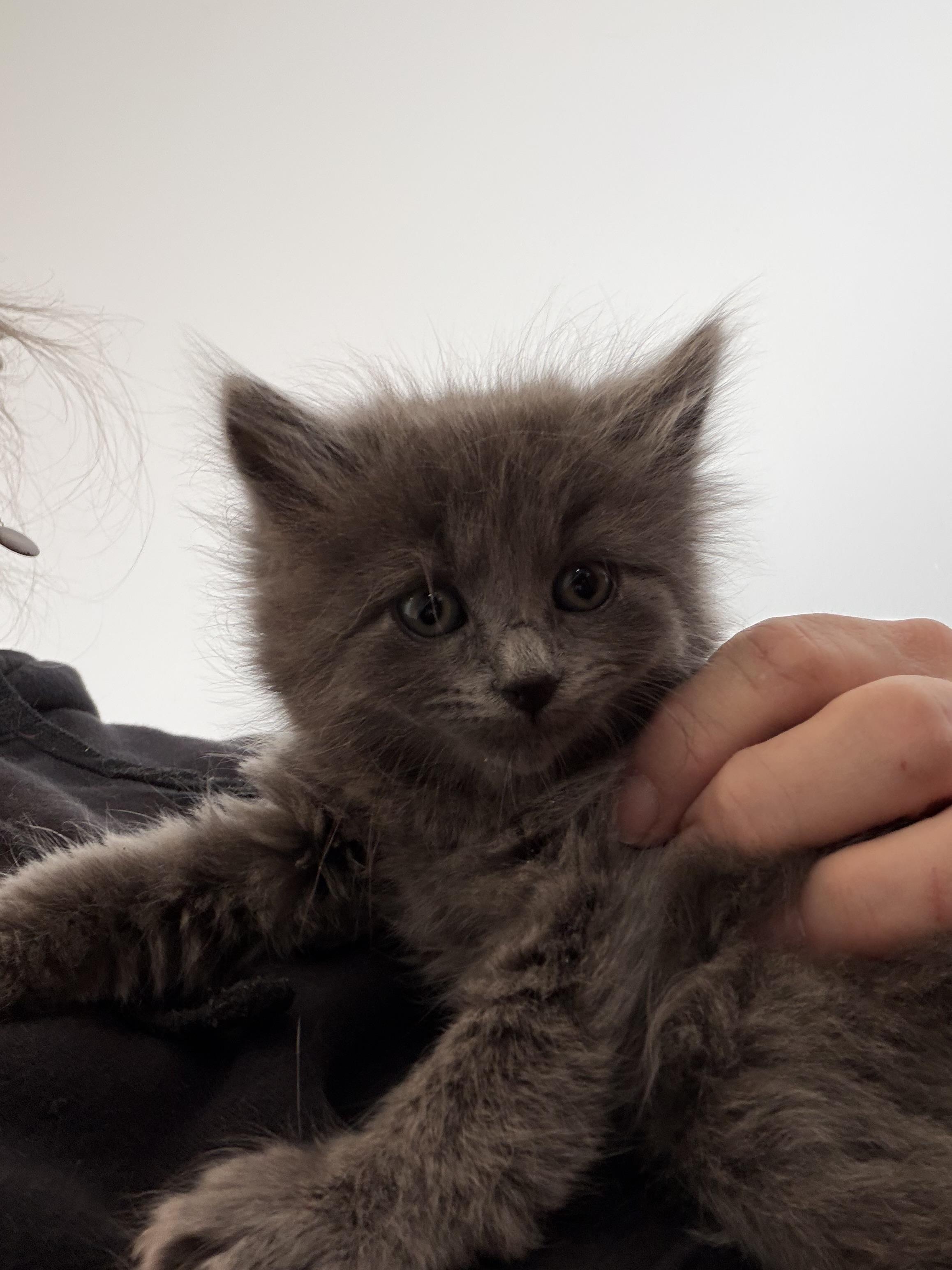 Enlarge Lionel Messi, an adopted Domestic Long Hair in Syosset, NY image 2/5